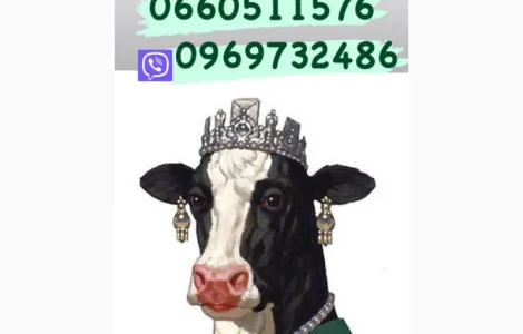 Цех закупит коров Быков баранов любой породы ярок!!! цена высокая