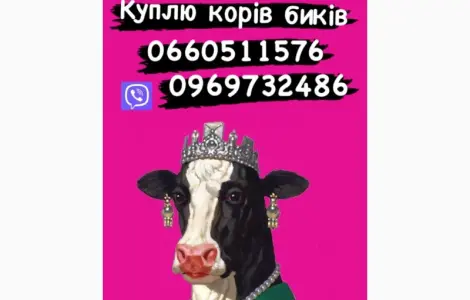 Коні Куплю коней кобил лошаків! ціна висока