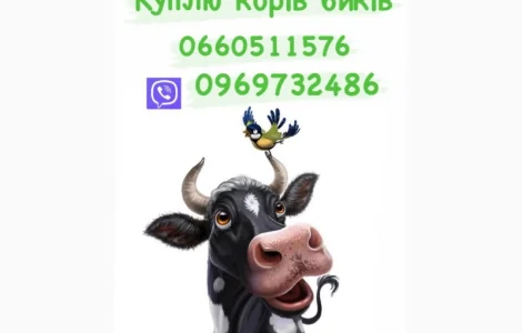 Купимо бичків корів поросят свинок свиноматок