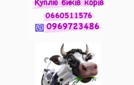 Купимо дорого свинину та гавядину