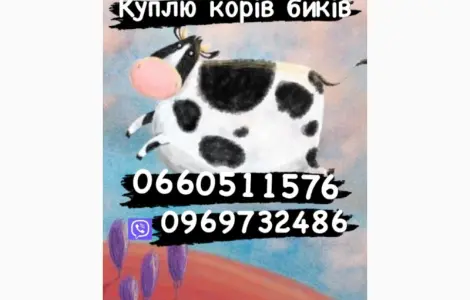Закупка биків свиней поросят