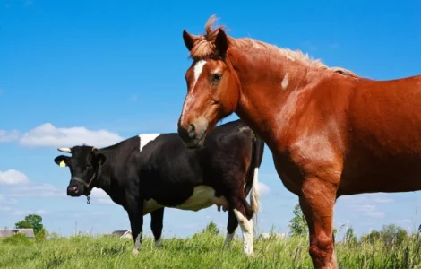 Купуемо корів, коней, телят, лошат та ВРХ. ДОРОГО