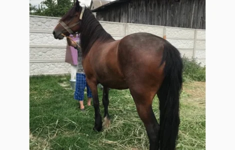 Продаж ВРХ, коней, бичків, телиць