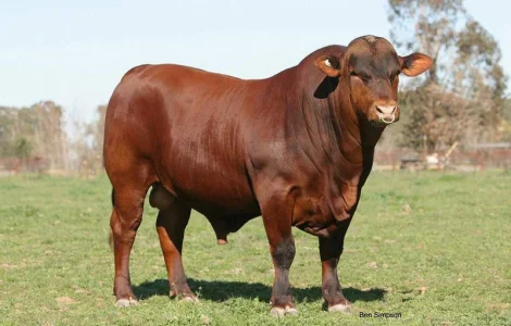 Быки, молодняк КРС, коровы