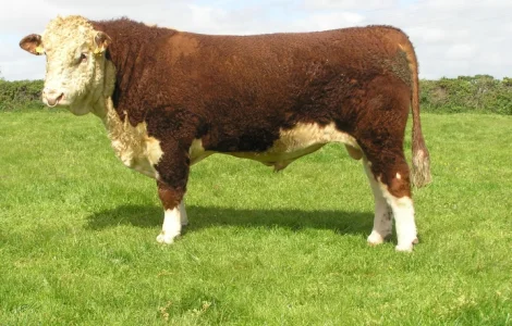 Проводиться массовая закупка КРС, Коней