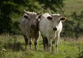 Закупка коров и быков по выгодной цене