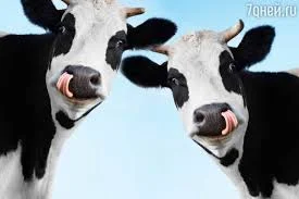 Куплю коней по цене 30-35 грн в различных областях