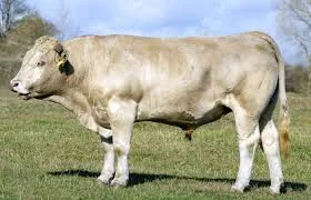 Заготівля худоби корів биків бараній