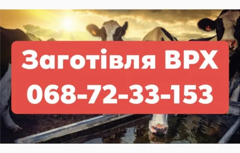Купую ВРХ (Хмільник, Літин, Жмеринка, Бар, Шаргород, Тиврів, Шпиків)