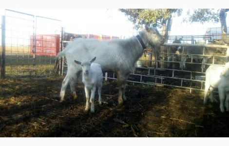Козлята Зааненские: козочки и козлики. Козёл племенной. Коза