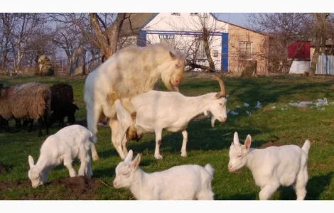 Козёл взрослый рабочий племенной: паровка, случка. Козлята зааненские, ламанча