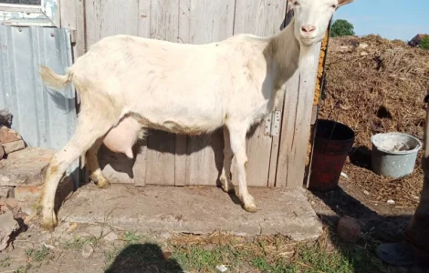 Зааненські кози, племінний козел