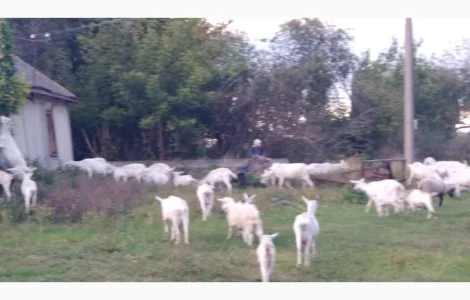 Продам молодых зааненских коз