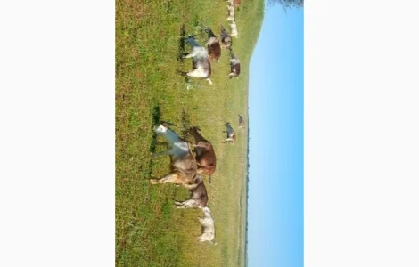 Продам коз і турбо козлів