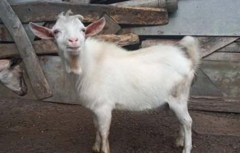 Продам кози