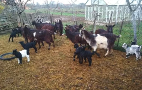 Продам кози, козенята