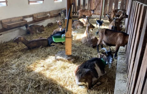 Продам кози, козенята