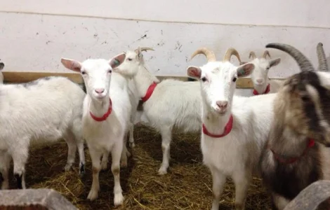 Продаємо козички та дорослі кози