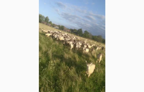 Продам козлів та кіз з документами