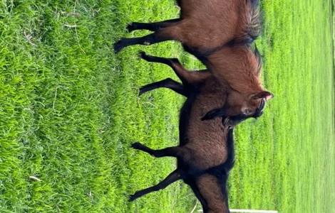 Продается на племя козлик от 7-ми литровой козы Альпийской породы