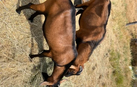 Продается чистокровный козлик Альпийской породы