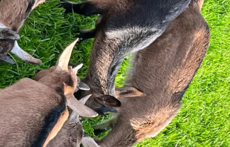 Продам козочек Альпийской породы