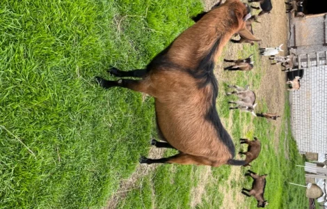 Продам на племя козла от 7-ми литровой козы Альпийской породы