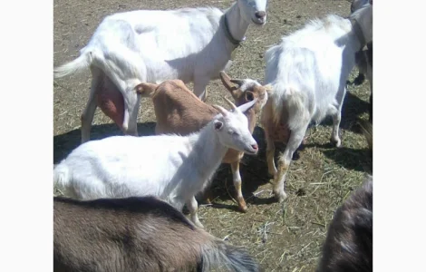 Продам коз и козлят