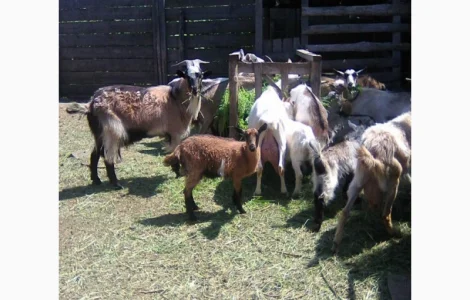 Розпродаж дійних кіз та козенят