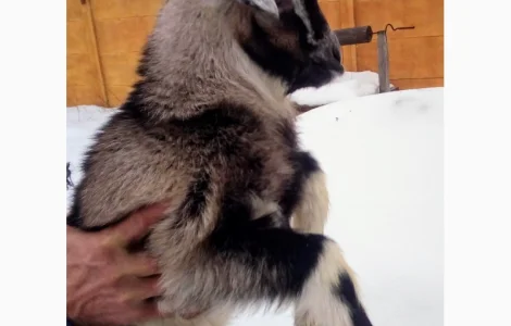 Пропонується процентний козлик англонубійської ломанчи