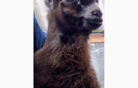 Продам козочку англонубийской ломанчи