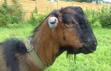 Козел. Цап. Случка. Паровка. Случка коз