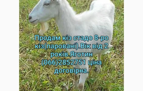 Продам стадо кіз