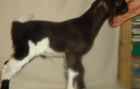 Продаются процентные нубийские козлики от высокоудойных коз