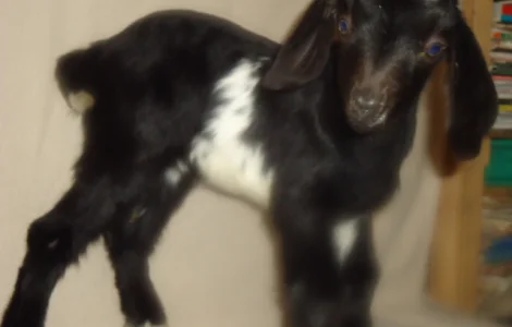 Продаються процентні нубійські козочки від високоудійних кіз