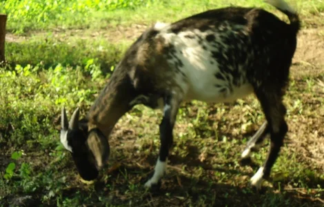 Продаются пятимесячные нубийские козлики