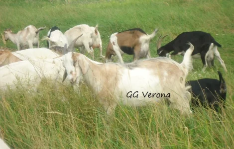 Продається 50% заано-нубійка