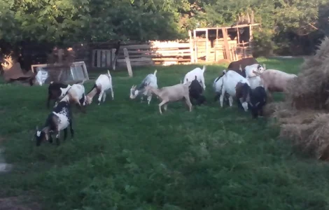 Продам 20 козликов на мясо