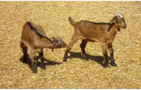 Продам красивых короткоухих козликов 75% нубийской крови