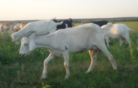 Продам дойную полукровную нубозааненскую козу покрытую 100% нубийским козлом