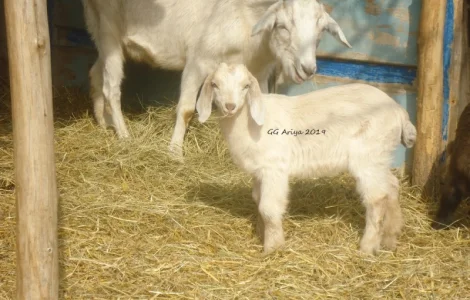 Продам козликов 75% нубийской крови