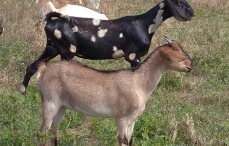 Нубийские козлята с доставкой