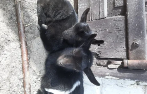 Продам козочек дойных коз и козликов породистых