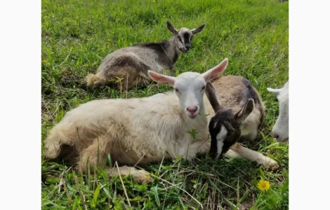 Продам дійні кози та козенята