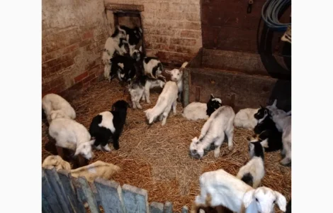 Кізочки та козлики нубійці, ламанча недорого