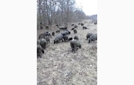 Продам вівці романівська порода