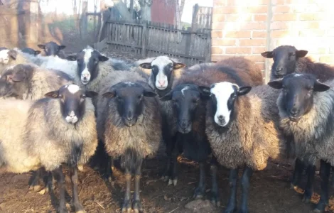 Продам вівці романівської породи