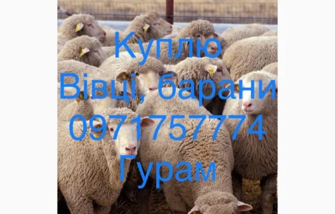 Куплю баранов живым весом