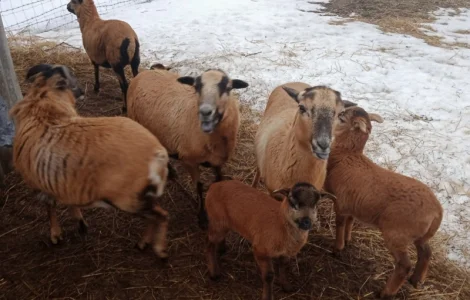 Вівці, барани породи "Камерунська". Овцы породы "Камерунска"