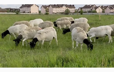 Вівці Дорпер. Вівцематки Дорпер. Чистопородний Дорпер. Барани Дорпер